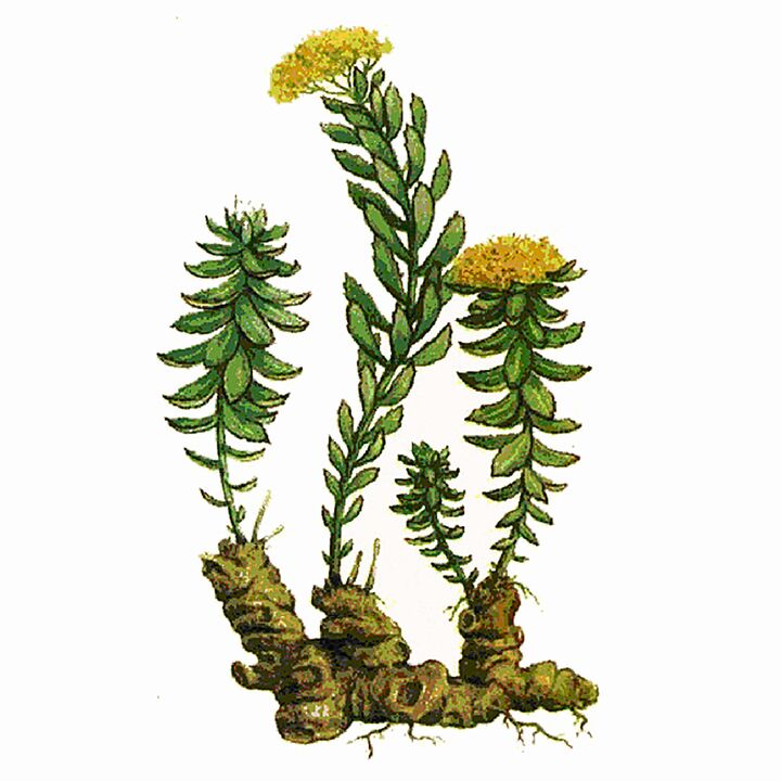 Rosela Rhodiola -Extrakt als Teil des Gigantgels